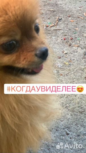 Вязка кобеля