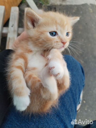 Кошки в добрые руки бесплатно