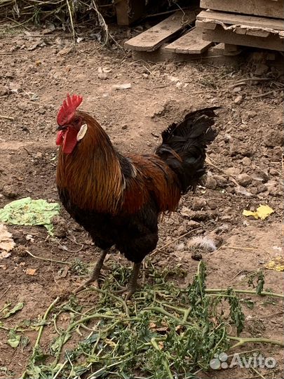 Петухи