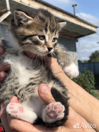 Котята бесплатно