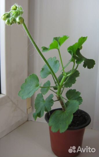 Черенок Пеларгония Ludwigsburger Flair