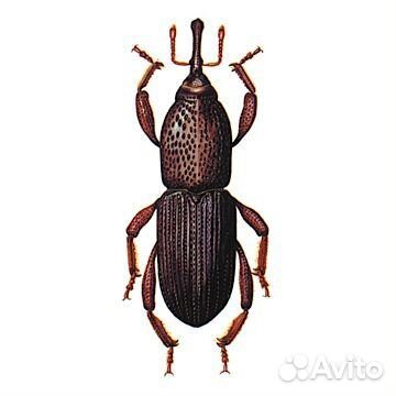 Таблетки от долгоносика, джин, альфин, фумифайтер