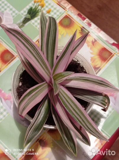 Домашний цветок рео