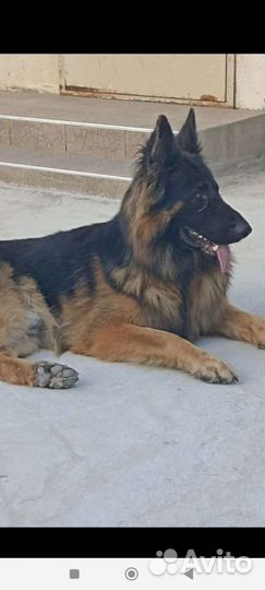 Немецкая овчарка кобель
