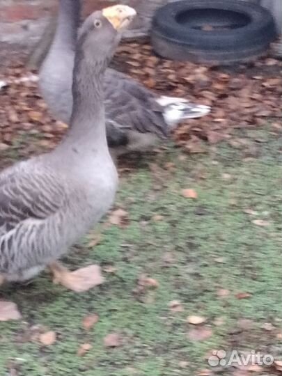 Гуси перияр