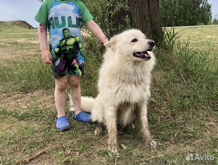 Собака в добрые руки