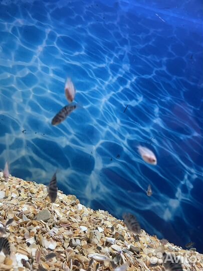 Аквариумная рыба