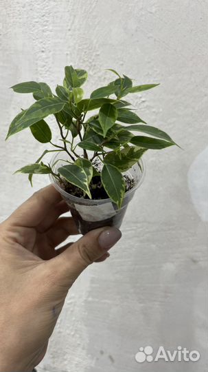 Фикус бенджамина
