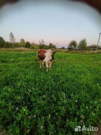 Корова дойная