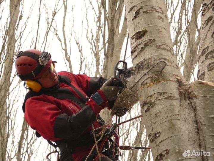 Спил Деревьев Гостагаевская. Удаление, Обрезка
