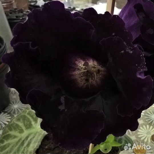 Глоксиния Голливуд