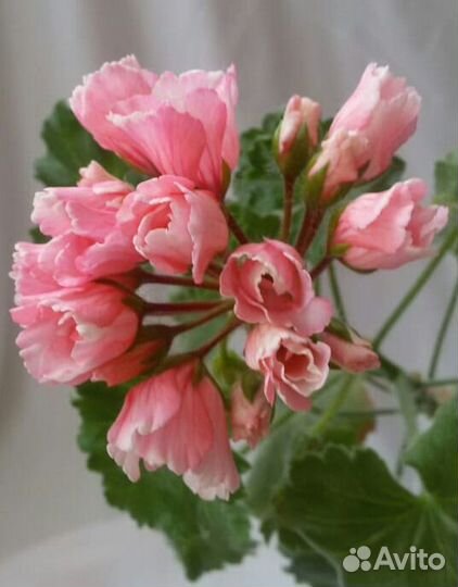 Пеларгония герань Marie Louise