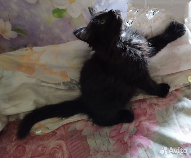 Черный пушистый котенок