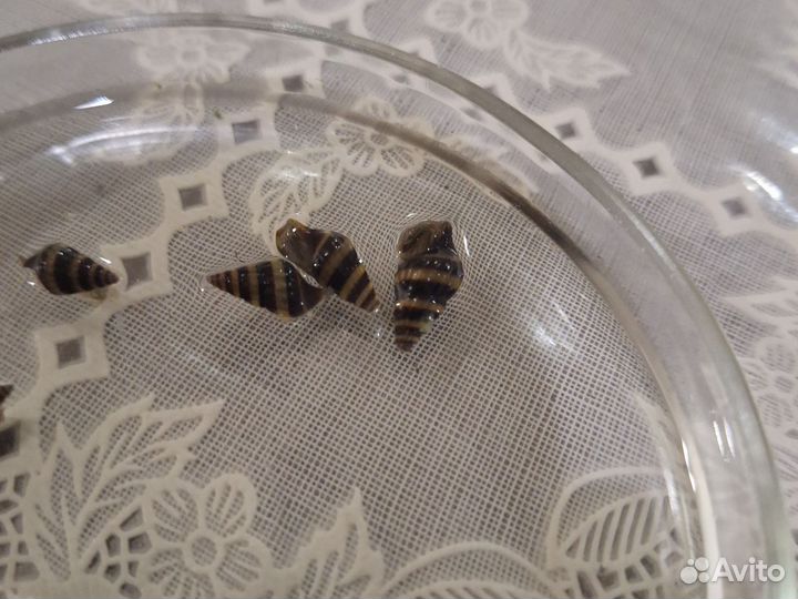 Продам улитку хелена