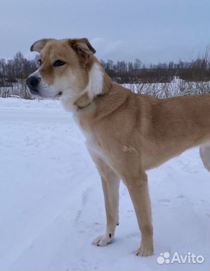 Метис лабрадора