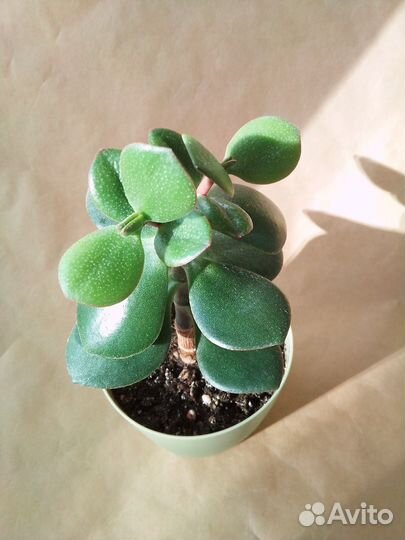Крассула толстянка денежное дерево суккуленты