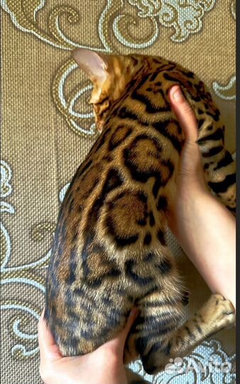 Бенгальские котята