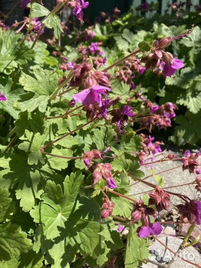 Герань Садовая многолетняя