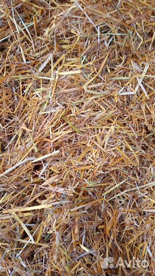 Солома овсянная
