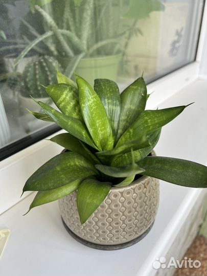 Сансевиерия