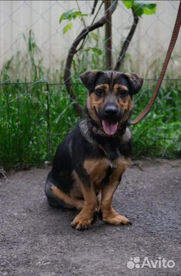 Короткалапик метис