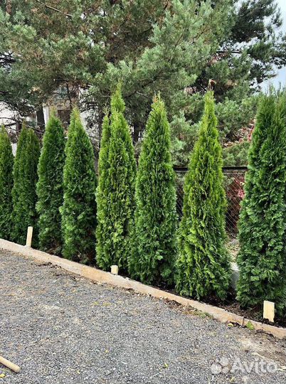Туя с бесплатной доставкой