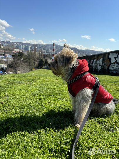 Случка собак