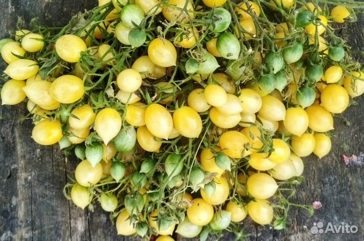 Семена коллекционных сортов томатов