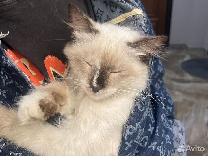 Потерялась кошка