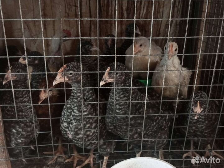 Цыплята, куры доминант 959