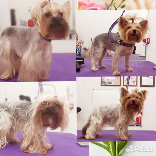 Стрижка собак и кошек, груминг, экспресс-линька