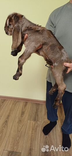 Продаются козлики