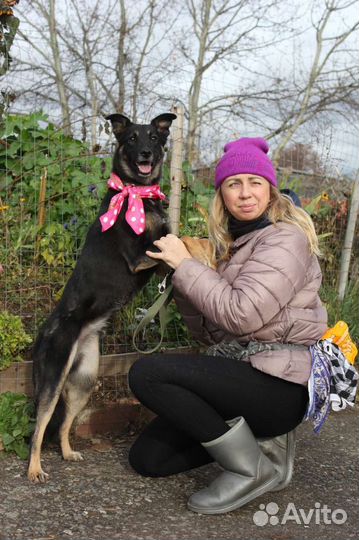 Молодая собака ищет дом