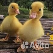 Цыплята/ Утята/ Гусята/ Индюшата