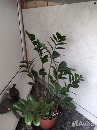 Замиокулькас