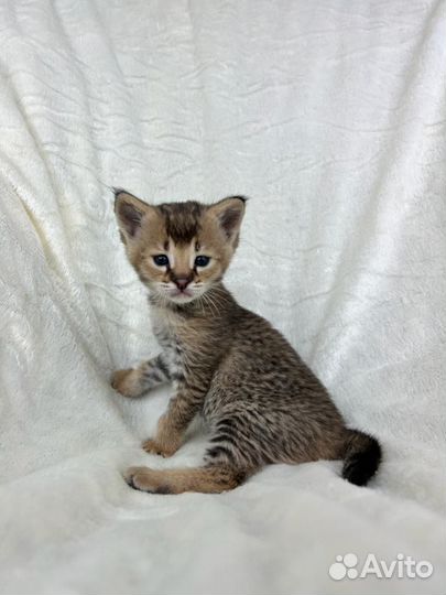 Котята саванна ф1 окрас сервалин