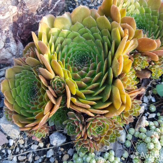 Молодило-каменная роза от