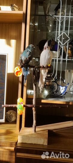 Корелла и какарик с большой клеткой