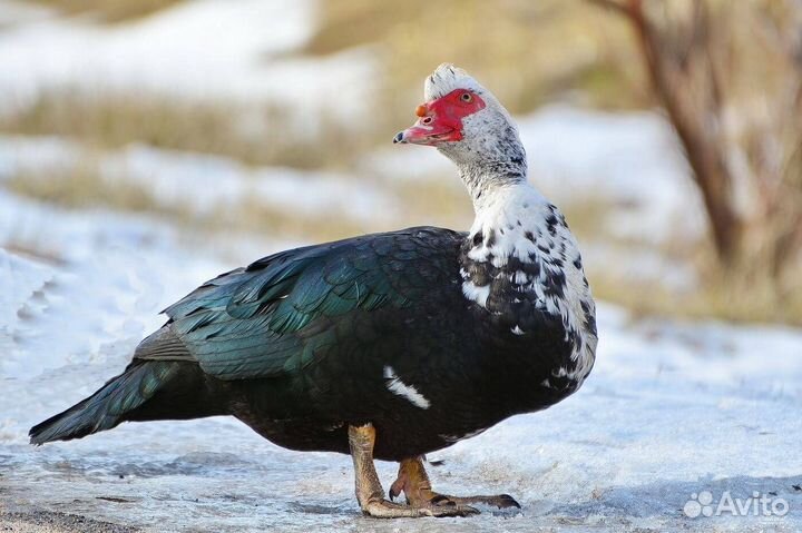 Продам утака мускусной утки