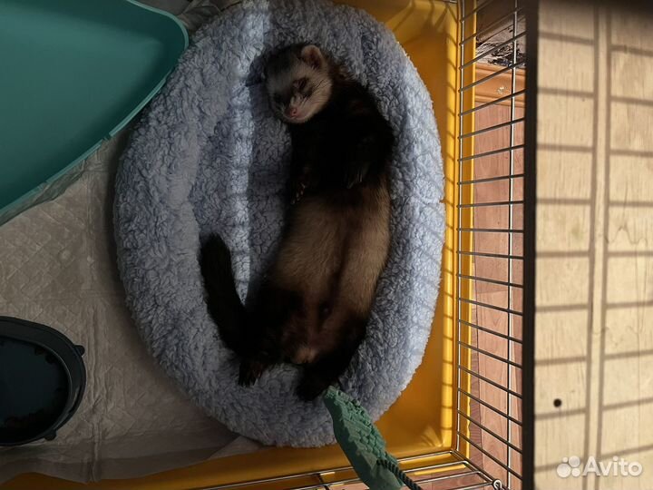 Хорек с клеткой