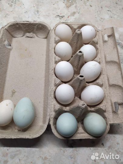 Домашние куриные яйца