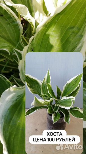 Садовые многолетние почвопокровные цветы