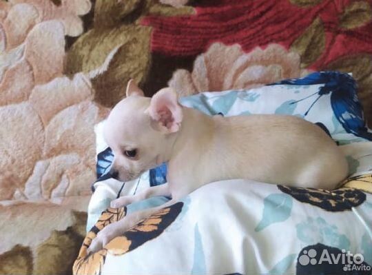 Той-терьер мальчик