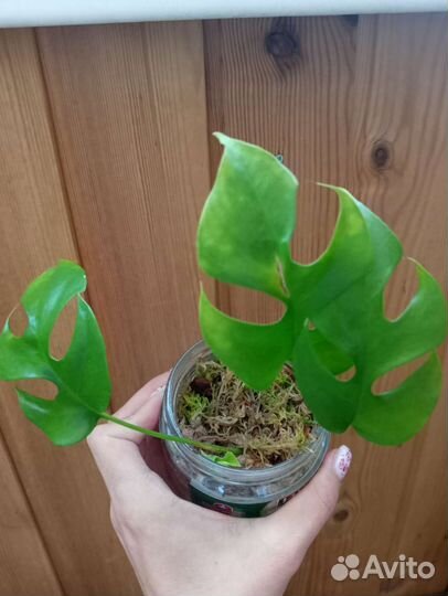 Комнатные растения