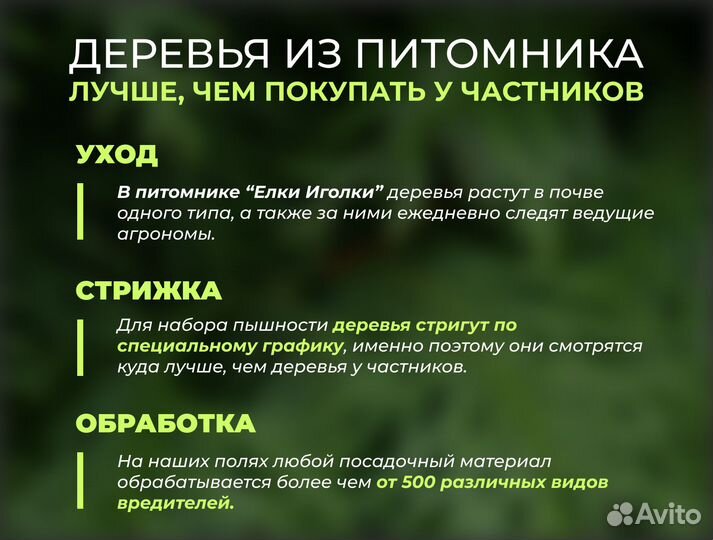 Туи Крупномеры Смарагд 3 м