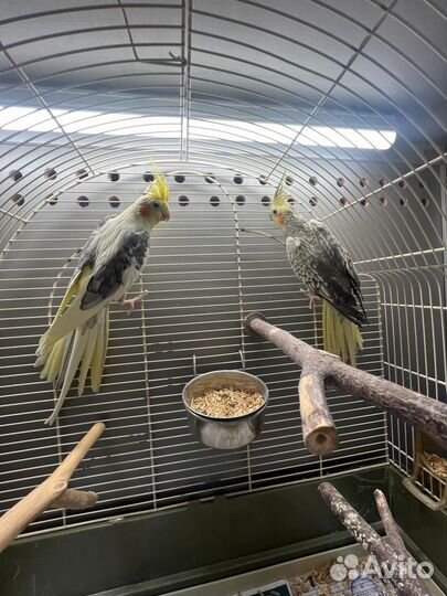 Попугай корелла