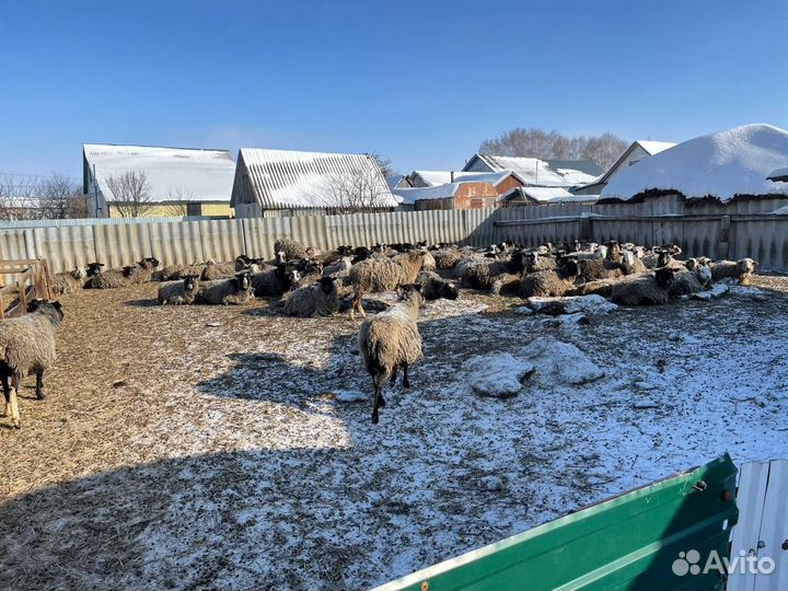 Продаются бараны