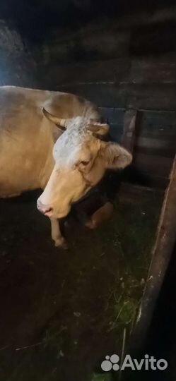 Корова дойная