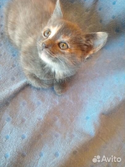 Куколка Котенок Шейла ищет мам и пап