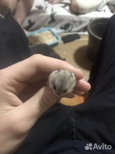 Хомяки джунгарики